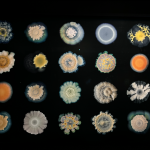 CIISA- Soil The World At Our Feet - Somerset house Exhibition