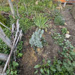 CIISA- BROCKLEY STATION COMMUNITY GARDENING